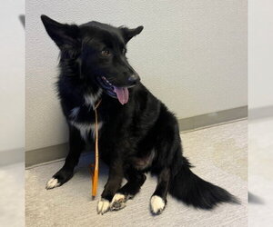 Sadie (BC) - Female Border Collie-Unknown Mix Dog for Adoption - Photo #2