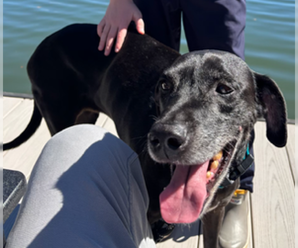 Medium Photo #3 Mutt Puppy For Sale in Atlanta, GA, USA