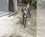 Small #1 German Shepherd Dog Mix