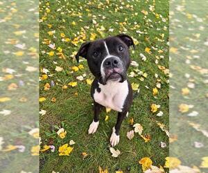 Boxer-Unknown Mix Dogs for adoption in Center Township, PA, USA