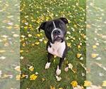 HENRIETTA - Female Boxer-Unknown Mix Dog for Adoption - Small photo
