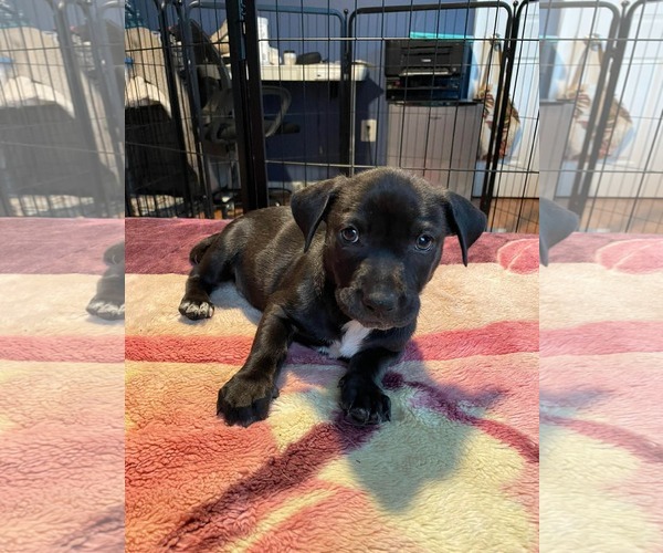 Medium Photo #9 Mutt Puppy For Sale in Derwood, MD, USA