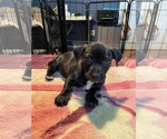 Small #8 Mutt