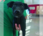 Small #2 Labrador Retriever Mix