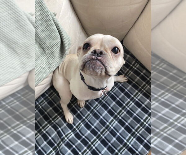 Medium Photo #3 French Bulldog Puppy For Sale in Brooklyn, NY, USA