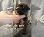 Small #7 Boxer