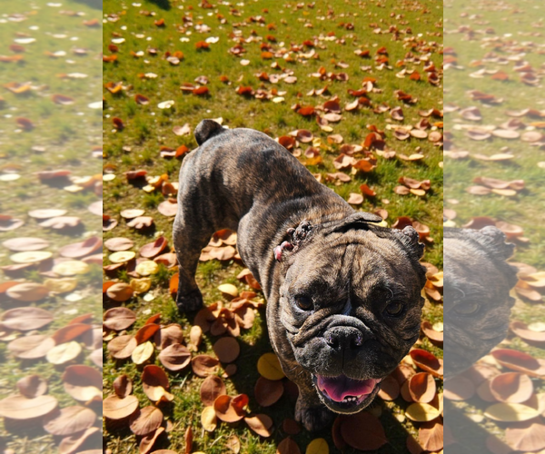 Medium Photo #5 French Bulldog Puppy For Sale in McKinney, TX, USA