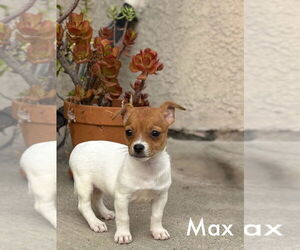 Jack Chi Dogs for adoption in Dana Point, CA, USA