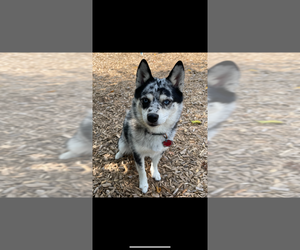 Mother of the Pomsky-Shiba Inu Mix puppies born on 05/21/2025