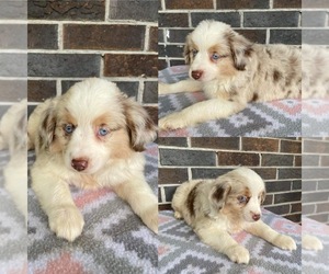 Medium Miniature Australian Shepherd