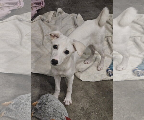 Medium Photo #1 Cheagle Puppy For Sale in Agoura Hills, CA, USA