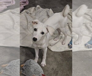 Cheagle Dogs for adoption in Agoura Hills, CA, USA