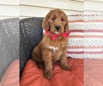 Puppy CASH Goldendoodle