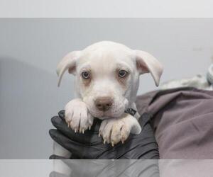 Labrador Retriever-Unknown Mix Dogs for adoption in Mountain Home, AR, USA