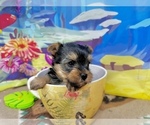 Small Yorkshire Terrier