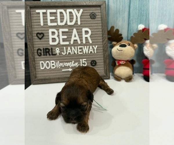 Medium Photo #25 Zuchon Puppy For Sale in NEW YORK MILLS, MN, USA