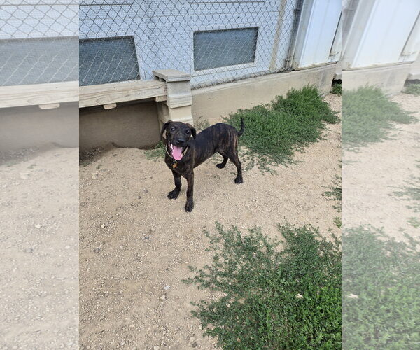 Medium Photo #1 Mutt Puppy For Sale in Maquoketa, IA, USA