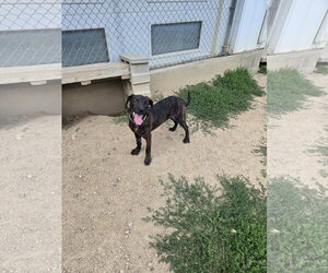 Mutt Dogs for adoption in Maquoketa, IA, USA