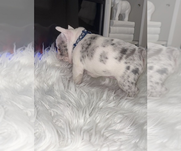 Medium Photo #2 French Bulldog Puppy For Sale in CINCINNATI, OH, USA
