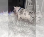 Small #1 French Bulldog