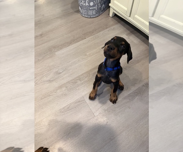 Medium Photo #1 Doberman Pinscher Puppy For Sale in CHEPACHET, RI, USA