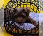 Small Photo #3 YorkiePoo Puppy For Sale in BLUE MOUND, TX, USA