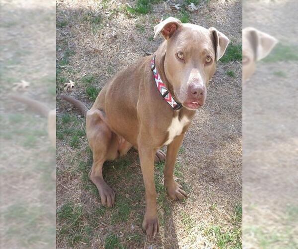 Medium Photo #2 Mutt Puppy For Sale in Oklahoma City, OK, USA