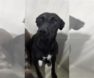 Mutt Dogs for adoption in Bakersfield, CA, USA