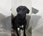 Small Mutt