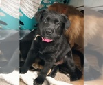 Puppy Princess Shepweiller