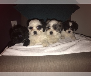 Shih Tzu Puppy for sale in POTEET, TX, USA