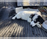 Small Photo #10 Border Collie-Great Pyrenees Mix Puppy For Sale in CENTRAL POINT, OR, USA