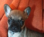 Small Photo #14 French Bulldog Puppy For Sale in DENVER, CO, USA