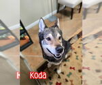 Small #2 Alaskan Malamute-German Shepherd Dog Mix
