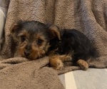 Small #6 Yorkshire Terrier