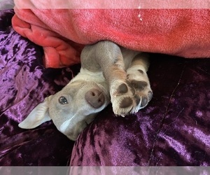 Chihuahua-Chiweenie Mix Puppy for sale in VIRGINIA BEACH, VA, USA