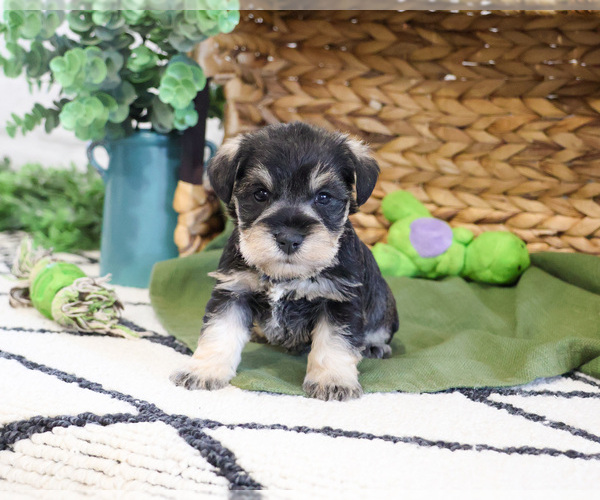 Medium Photo #1 Schnauzer (Miniature) Puppy For Sale in SYRACUSE, IN, USA