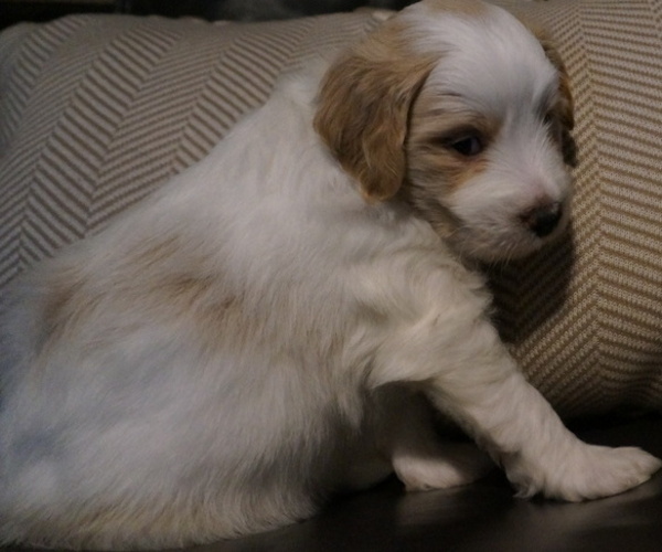 Medium Photo #8 Golden Mountain Doodle  Puppy For Sale in JIM FALLS, WI, USA