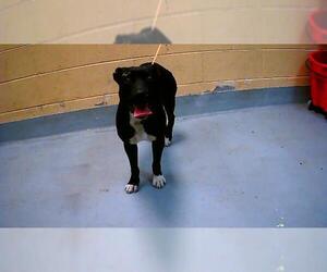 Mutt Dogs for adoption in Tulsa, OK, USA