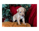 Small Photo #30 Australian Cattle Dog-Catahoula Leopard Dog Mix Puppy For Sale in WELLMAN, IA, USA