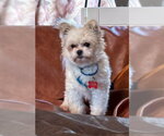 Small #1 Peke-A-Poo