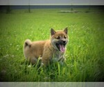 Small Photo #1 Shiba Inu Puppy For Sale in LUBLIN, WI, USA
