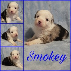 Miniature American Shepherd Puppy for sale in BRASHEAR, TX, USA
