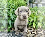 Puppy Flora Labrador Retriever