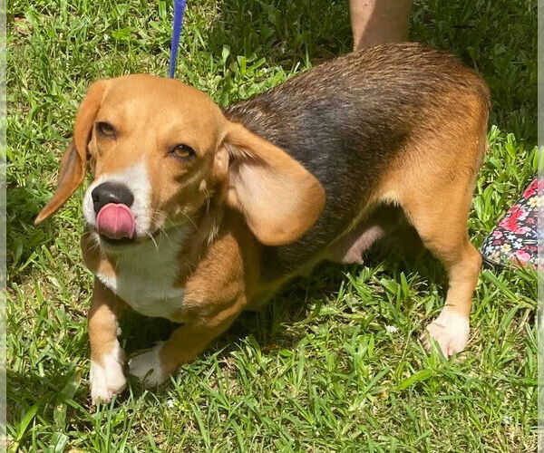 Medium Photo #1 Beagle-Unknown Mix Puppy For Sale in Canton, CT, USA