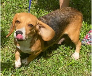Beagle-Unknown Mix Dogs for adoption in Canton, CT, USA