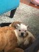 Small Photo #2 English Bulldog Puppy For Sale in STOUGHTON, MA, USA
