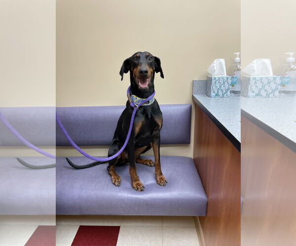 Medium Photo #4 Doberman Pinscher Puppy For Sale in Minneaoplis, MN, USA