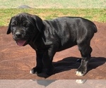 Small Photo #5 Cane Corso Puppy For Sale in LONE GROVE, OK, USA