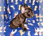 Small Photo #9 French Bulldog Puppy For Sale in N CHESTERFLD, VA, USA